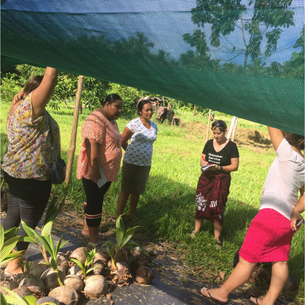26.05.2020 Jackie Image 1 Discussions with local MAF branch on collaberation and the use of their improved rootstock of young coconut plants.