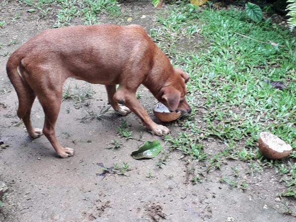 Roxy eating coconuts Roxy March 2019